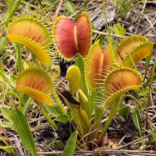  Cây ăn thịt có vẻ khá kỳ lạ, vì vậy nhiều người nghĩ rằng, chúng đến từ rừng mưa nhiệt đới, nhưng điều này không phải lúc nào cũng đúng. Nhiều loài mọc ở vùng đất ngập nước, hay cây nắp ấm Heliamphora mọc trên các cao nguyên núi mát mẻ của Nam Mỹ. Ảnh: @International Carnivorous Plant Society.