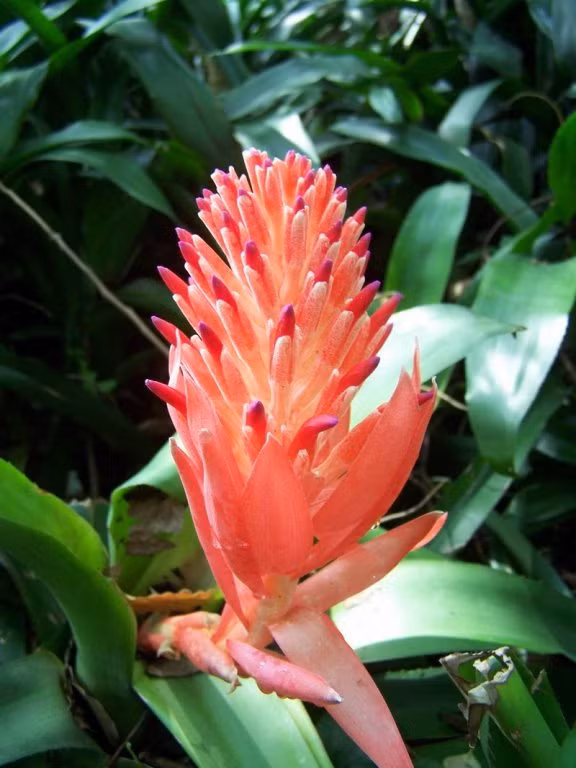 Những cây như cây phát tài, hoa lan, vạn niên thanh hay những cây thuộc hành Thủy như trúc kim sơn, hoa thủy tháp, dừa tụ trân, cây kim tiền là những loại cây mang lại may mắn thích hợp với người tuổi Mão và tuổi Dần. Ảnh: afamily.vn. 