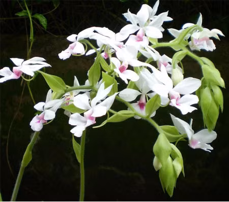 Tuổi Hợi và tuổi Tý: Hai tuổi này thuộc hành Thủy trong ngũ hành, nên sự lựa chọn thích hợp nhất là những loại cây và hoa có màu đen, màu ghi và màu xanh lam, và kỵ nhất là màu vàng. Những người thuộc hai con giáp trên nên chọn những loại cây khai vận mang lại sự may mắn như thủy qùy, lan tửu bình, cây thường xuân, trúc phú qúy, náng hoa trắng, điếu lan v.v. Ảnh: tuanvietnam.net.