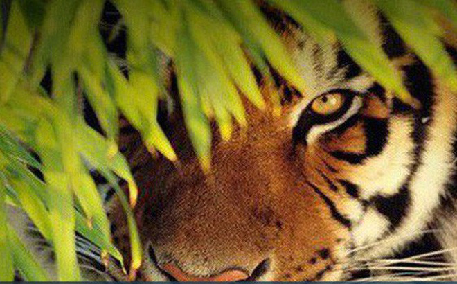 Tuổi Dần có cơ hội thành công trong thi cử, hoặc thắng thầu, hãy nỗ lực nhiều hơn. Quý nhân mang lại cơ hội tăng doanh thu, tuy nhiên con giáp cũng cần chăm chỉ, chỉ có bắt tay vào hành động mới mong nhận được lợi nhuận xứng đáng.