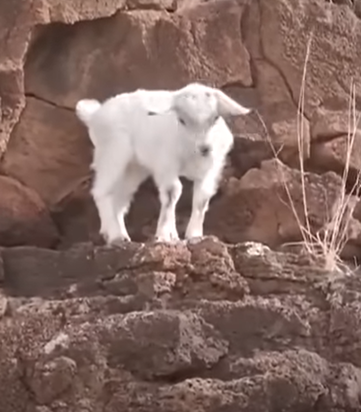 Dê trở thành con vật leo núi tuyệt vời. Chúng có đôi chân sau cực khỏe, móng guốc chuyên dụng tạo lực bám trên gờ núi và khe nứt. Tuy nhiên, đặc điểm này đôi khi khiến nó hơi quá tự tin ở địa hình núi gồ ghề. Ảnh: @Hawaii News Now.