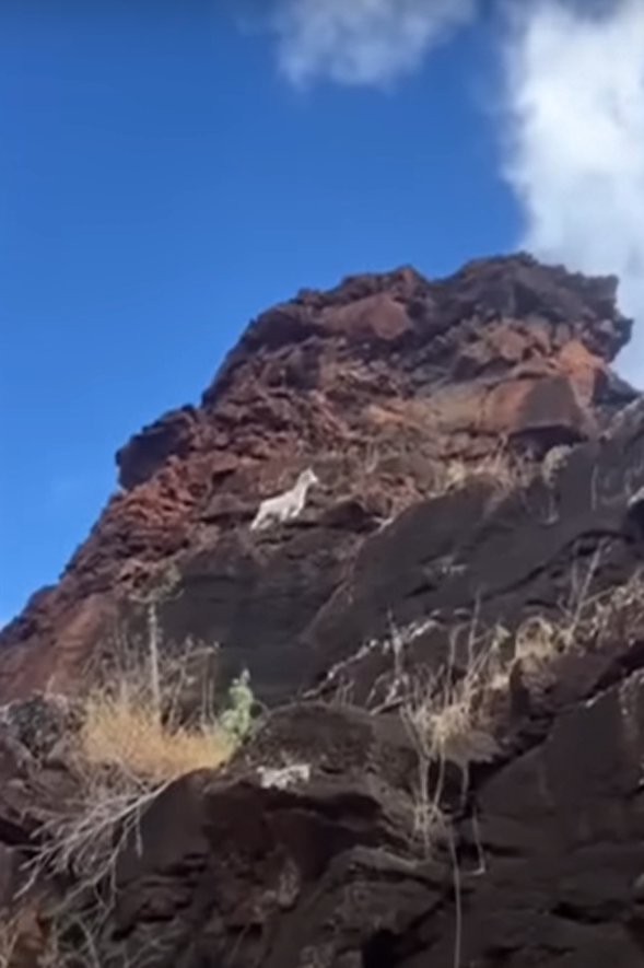 Một chú dê con đã nhận được bài học này, may mắn thay, câu chuyện kết thúc có hậu.Vào đầu tháng 11/2024, một chú dê con rơi vào tình huống sống còn trên một vách đá dựng đứng ở Tây Oahu, Hawaii. Ảnh: @Hawaii News Now.