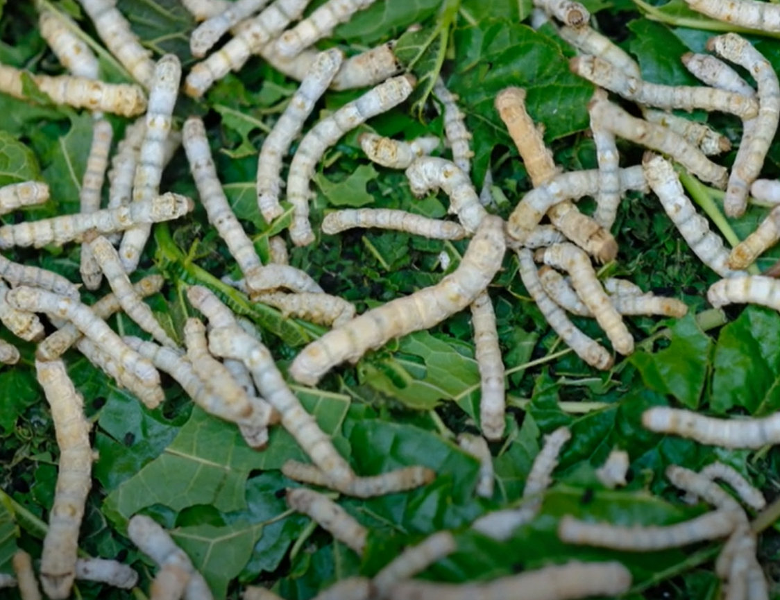 Các nhà khoa học ở Kenya đã xác định được ấu trùng của loài bọ cánh cứng Darkling (Alphitobius diaperinus), có khả năng tiêu thụ, phân hủy polystyrene, một loại nhựa bền nhất sử dụng trong bao bì. Ảnh: @technolapp.