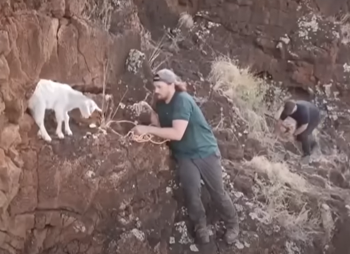 Govinda đã hợp tác với những người leo núi địa phương là Caleb Morrison và Travis Woo để giải cứu. Được trang bị thiết bị leo núi và quyết tâm, bộ ba đã cẩn thận leo lên địa hình gồ ghề tiếp cận chú dê nhỏ đang hoảng sợ. Ảnh: @Hawaii News Now.