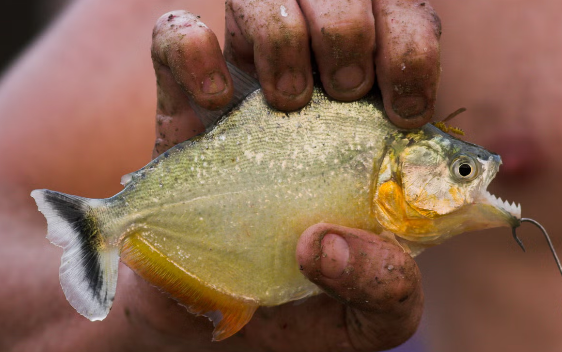 Những kẻ săn mồi này có lực cắn vô song so với kích thước của chúng, nhờ vào chiếc răng siêu chắc, siêu nhọn để đâm thủng và cắt. Tổng thống Mỹ, Theodore Roosevelt từng gọi cá piranha là “loài cá hung dữ nhất thế giới” sau một chuyến thám hiểm Nam Mỹ vào năm 1913. Ảnh: @Getty.