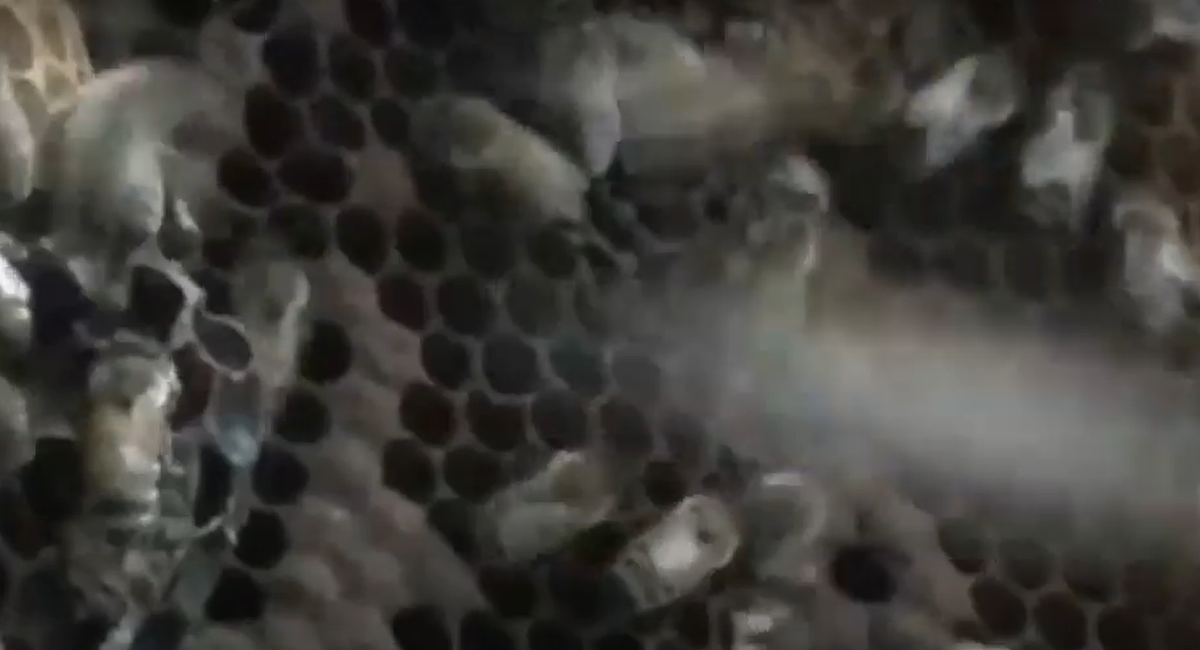 Sự kiện nghiêm trọng này là lời nhắc nhở nghiêm khắc về việc phải hết sức cảnh giác trước những mối nguy hiểm khó lường, từ những bầy đàn sinh vật nhỏ bé nhất trong tự nhiên. Ảnh: @Scripps News. 