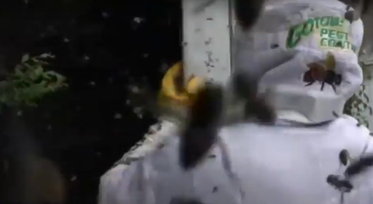 Mỗi nạn nhân phải chịu hàng trăm vết đốt trước khi lực lượng ứng cứu khẩn cấp đến. Ngay cả lính cứu hỏa tại hiện trường cũng không thoát khỏi, một người phải được chăm sóc y tế. Ảnh: @Scripps News.