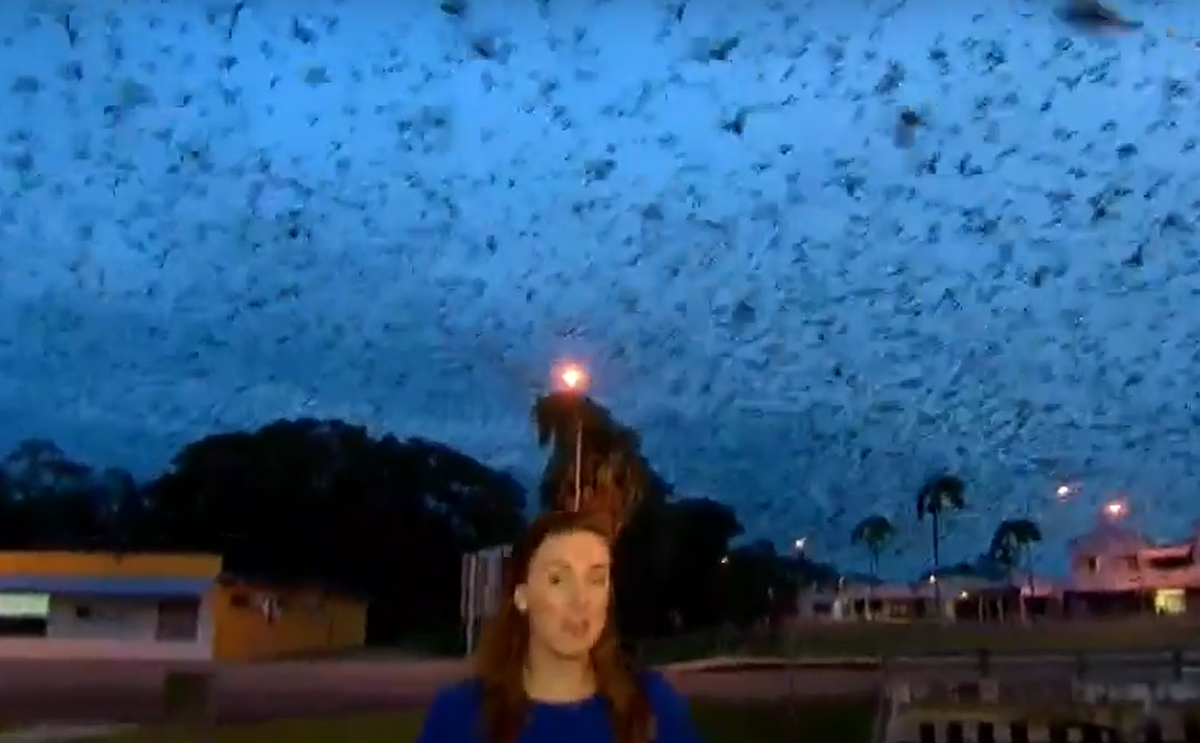 Cảnh tượng những con dơi lao xuống tấn công học sinh gần một trường tiểu học là điều không thể nào quên được đối với nhiều người. Ảnh: @A Current Affair.