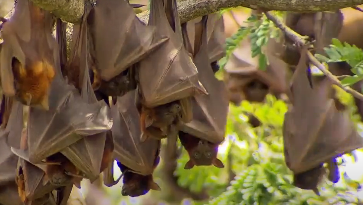 Dơi là loài động vật có vú duy nhất có khả năng bay liên tục, nhưng chúng cũng có thể trở thành cơn ác mộng, khi tụ tập thành đàn với số lượng lớn. Ảnh: @A Current Affair.
