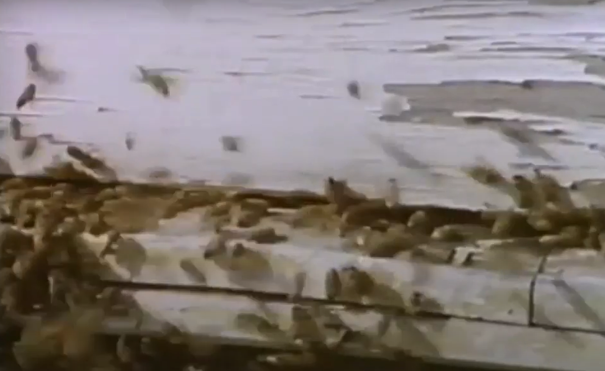 Và ba người khác đã phải nhập viện sau khi vấp phải một đàn ong. Ảnh: @Scripps News.