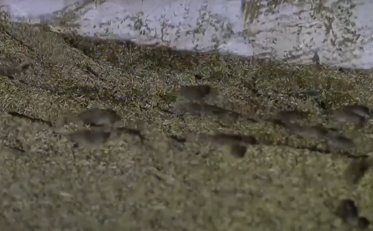 Thậm chí, chúng còn cắn bệnh nhân trong bệnh viện, làm tăng thêm mức độ kinh hoàng cho một cuộc khủng hoảng vốn đã tồi tệ suốt nhiều năm. Ảnh: @Rick Rycroft.