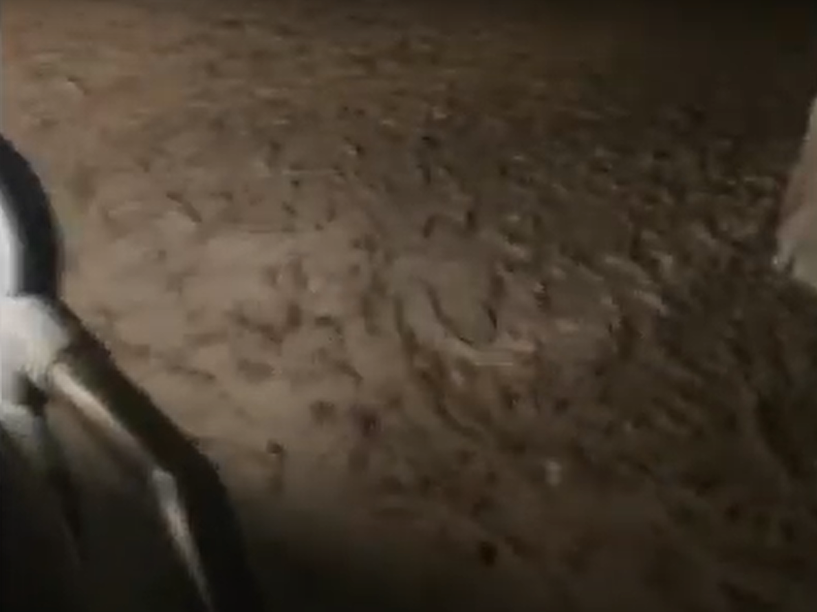 Đàn chuột xâm nhập vào nhà, trang trại và thậm chí cả bệnh viện, gặm nhấm dây điện, phá hủy máy móc và làm ô nhiễm nguồn cung cấp thực phẩm. Ảnh: @NSW Farmers.