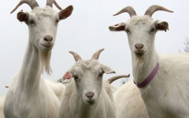 Tuy nhiên, trong tháng, tuổi Mùi cần giải quyết tốt mối quan hệ xã giao, tránh mâu thuẫn, kẻo vô tình đắc tội kẻ tiểu nhân.