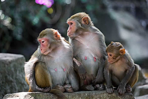 Tuổi Thân quá bốc đồng dễ dẫn đến mắc sai lầm. Con giáp thiếu vững vàng nên không tuân theo nguyên tắc, khiến công việc sa sút. Có hiểu nhầm trong việc kinh doanh khiến tuổi Thân mất không ít tiền, hãy thận trọng.