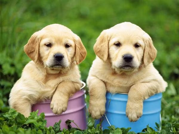 Tuổi Tuất cần tự kiềm chế lại bản thân, tuân thủ kỷ luật, như vậy sẽ làm việc hợp lý, hiệu quả công việc tăng cao. Tài lộc khởi sắc, con giáp hạn chế khoe khoang kẻo dính thị phi.