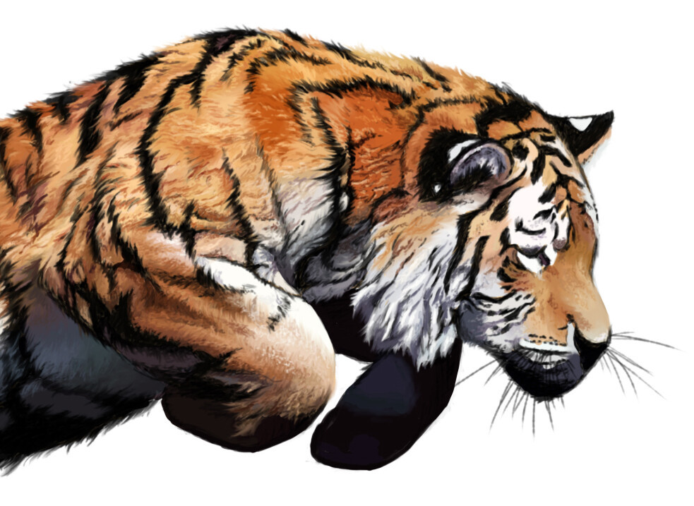 Theo dự đoán cho 12 con giáp, trong 10 ngày cuối tháng 7, tuổi Dần có quý nhân chiếu mệnh, mang lại may mắn tột đỉnh về mọi phương diện.