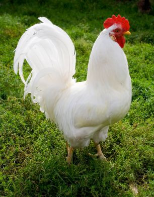 Tuổi Dậu năng lực kiếm tiền không tệ, đường tài lộc cũng rất vượng, nhưng từ đầu tháng 7 đến nay Thần Tài vẫn không ngó ngàng tới.