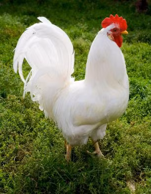 Tuổi Dậu năng lực kiếm tiền không tệ, đường tài lộc cũng rất vượng, nhưng từ đầu tháng 7 đến nay Thần Tài vẫn không ngó ngàng tới.