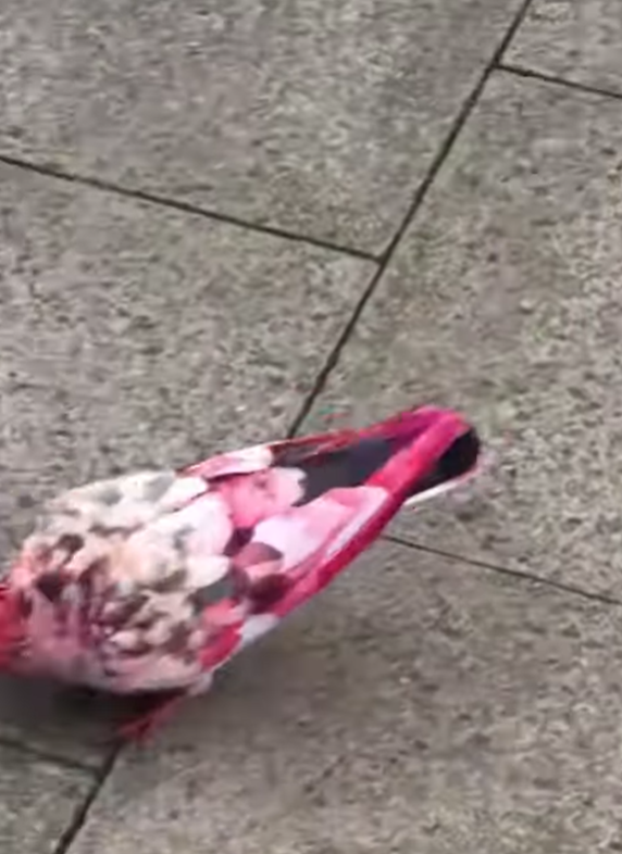 Vài năm trước, một vụ án ngược đãi động vật đã được mở ở New York, khi một con chim bồ câu đã chết, sau khi nó được nhuộm màu hồng. Ảnh: @Mark 1333.