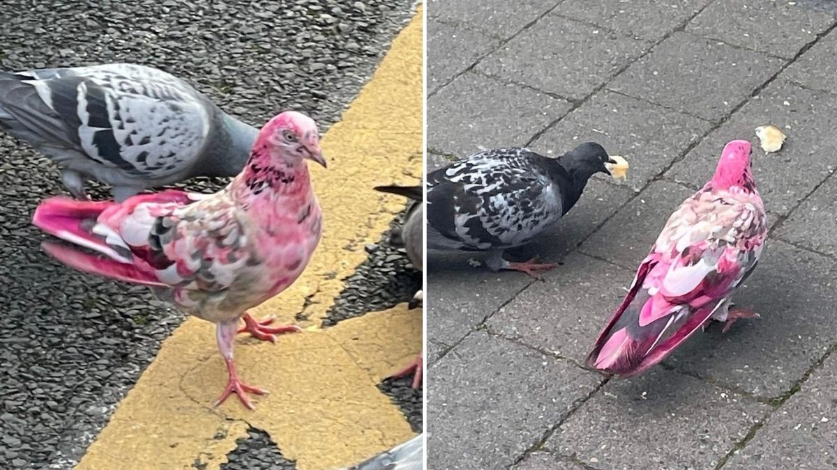 Bộ lông hồng sáng màu của chú chim chắc chắn không phải là tự nhiên, và điều này đã đặt ra câu hỏi, "Ai đã nhuộm con chim bồ câu và tại sao? "Câu hỏi "Ai đã làm" có thể không bao giờ được giải mã. Ảnh: @Mark 1333.