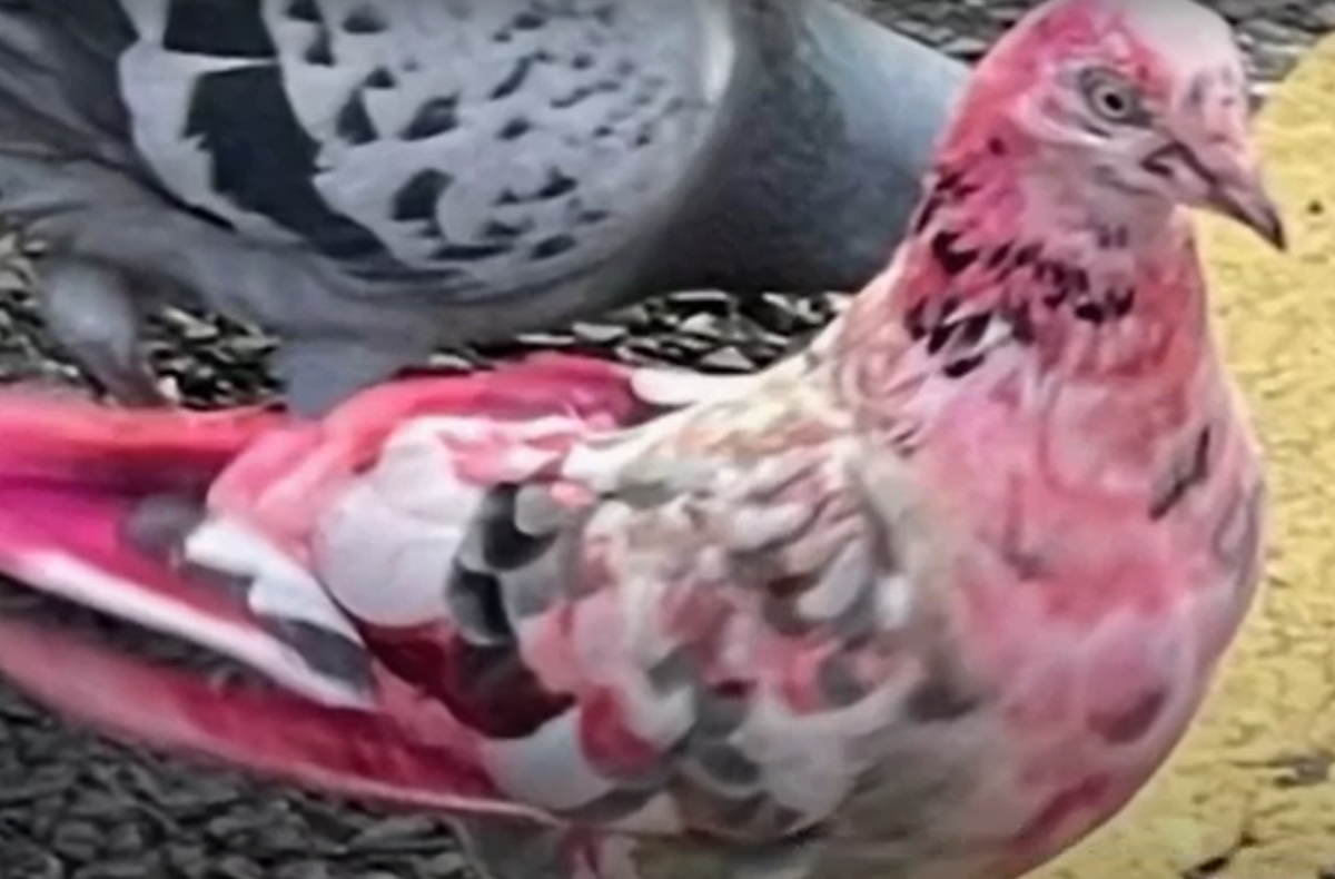 Vào năm 2023, cư dân Bury, ở Greater Manchester đã chứng kiến một cảnh tượng siêu thực. Đó là một chú chim bồ câu màu hồng lạch bạch đi quanh trung tâm thị trấn. Ảnh: @Mark 1333.