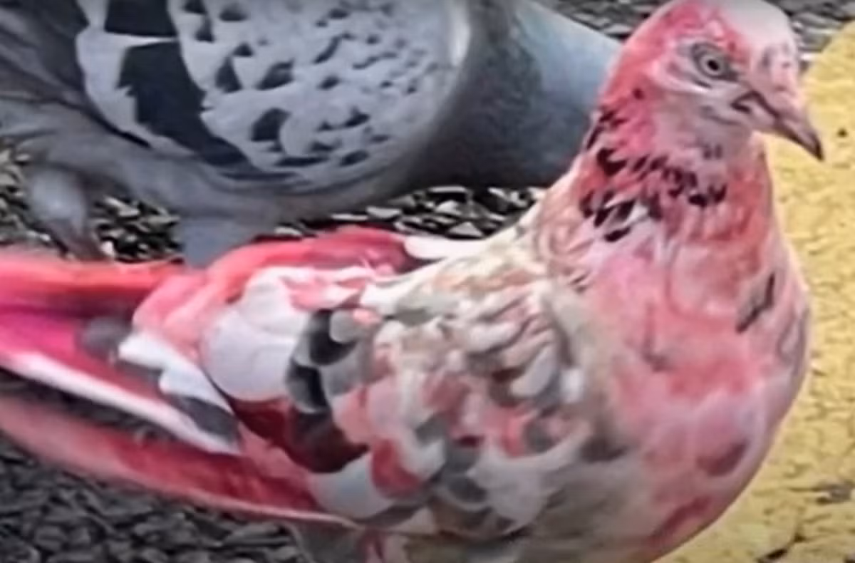 Vào năm 2023, cư dân Bury, ở Greater Manchester đã chứng kiến một cảnh tượng siêu thực. Đó là một chú chim bồ câu màu hồng lạch bạch đi quanh trung tâm thị trấn. Ảnh: @Mark 1333.