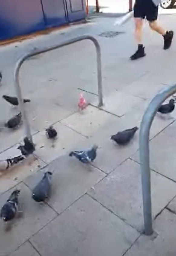 Cư dân Bury suy đoán, chim bồ câu của họ đã trải qua số phận tương tự hoặc được thả ra tại một đám cưới. Ít nhất thì chim bồ câu Bury có vẻ khỏe mạnh, được phát hiện nhiều lần đang kiếm ăn và sống giữa những con chim bồ câu có màu bình thường của thị trấn. Ảnh: @Mark 1333.