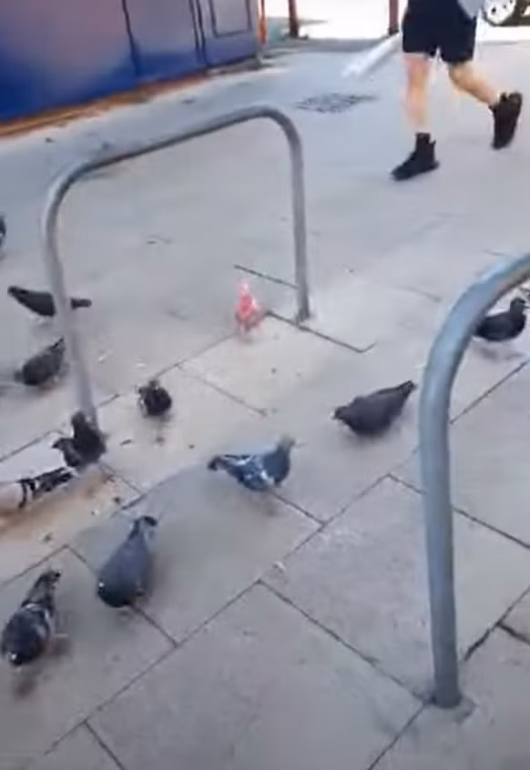 Cư dân Bury suy đoán, chim bồ câu của họ đã trải qua số phận tương tự hoặc được thả ra tại một đám cưới. Ít nhất thì chim bồ câu Bury có vẻ khỏe mạnh, được phát hiện nhiều lần đang kiếm ăn và sống giữa những con chim bồ câu có màu bình thường của thị trấn. Ảnh: @Mark 1333.