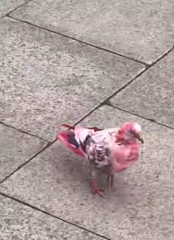 Vì những người yêu động vật và các tổ chức chính quyền địa phương không thích nhúng một con chim vào thùng chất lỏng màu hồng, nên khả năng thủ phạm xuất hiện là không thể. Ảnh: @Mark 1333.