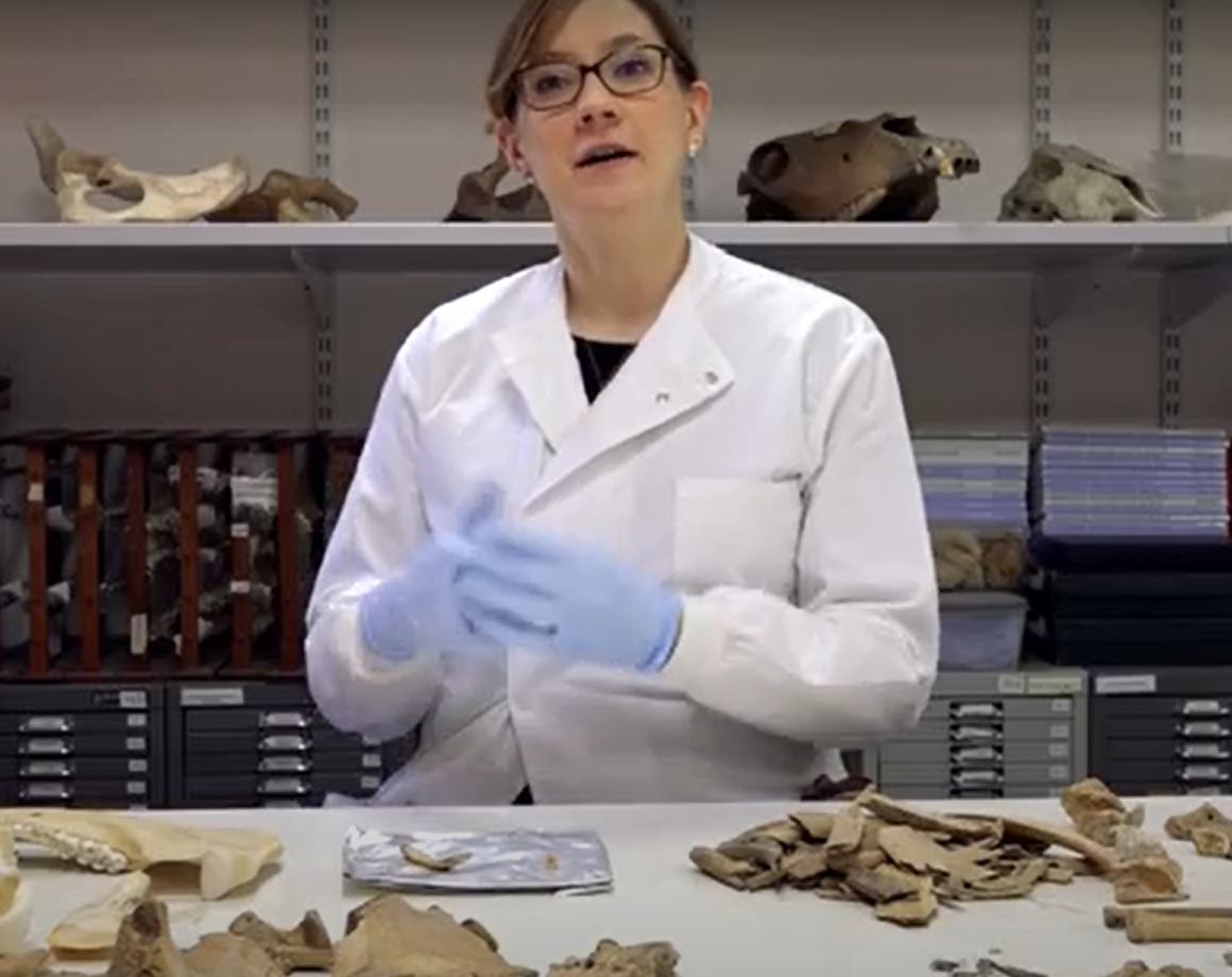 Điều này mang đến cho các nhà khảo cổ một cơ hội để nghiên cứu các đồng vị bên trong răng và xương, để tìm hiểu thêm về những gì người dân đã ăn. Ảnh: @Brighton &amp; Hove Museums.