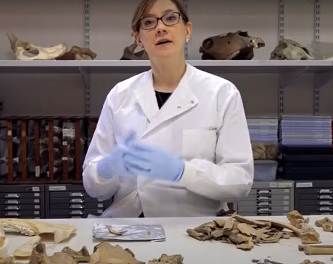 Điều này mang đến cho các nhà khảo cổ một cơ hội để nghiên cứu các đồng vị bên trong răng và xương, để tìm hiểu thêm về những gì người dân đã ăn. Ảnh: @Brighton &amp; Hove Museums.