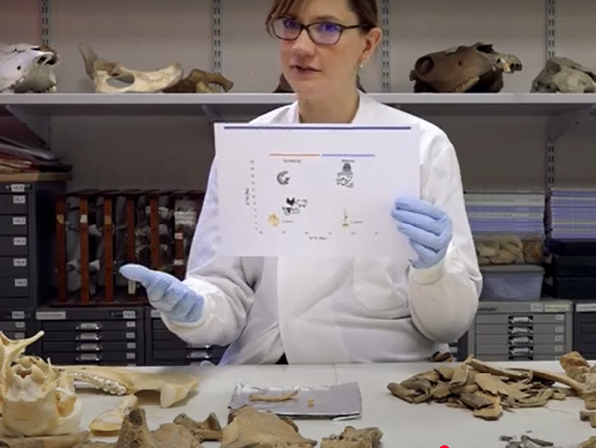 Vào năm 79 SCN, Núi Vesuvius phun trào và tàn phá các thị trấn Pompeii và Herculaneum gần đó. Tro núi lửa chôn vùi Herculaneum dưới 23 mét tro, giết chết nhiều cư dân, nhưng cũng bảo quản cẩn thận hài cốt của họ. Ảnh: @Brighton &amp; Hove Museums.