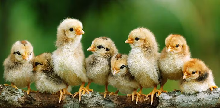  Tuổi Dậu: Dự đoán ngày mới cho tử vi 12 con giáp khuyên bạn cần biết tư duy độc lập, từ bỏ thói quen dựa dẫm ỷ lại. Hành động dứt khoát cả trong công việc, chuyện tình cảm mới có thể cứu vãn mọi sự. Tiền bạc khá eo hẹp, cần chú ý chi tiêu.