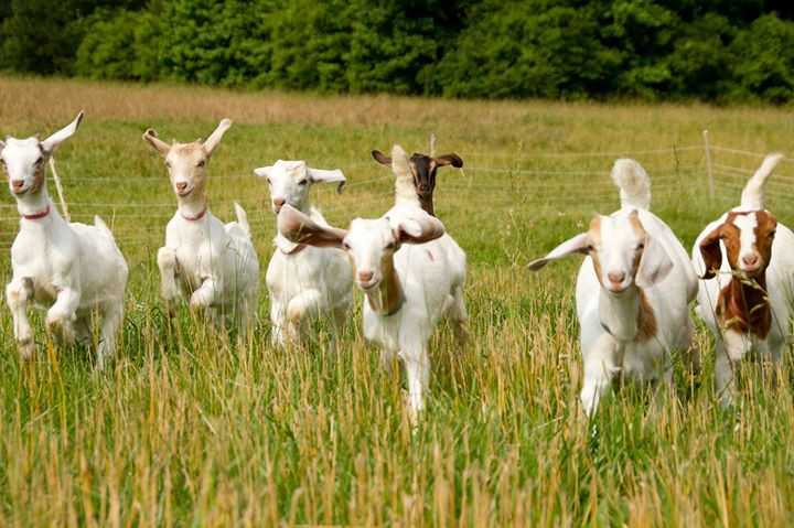  Tuổi Mùi: Khá bồng bột khiến tuổi Mùi chi tiêu thiếu kiểm soát để tìm cách giải tỏa áp lực công việc. Ở chỗ làm, họ thiếu may mắn nên không gặt hái được thành công như ý. Chuyện tình cảm vừa phải, không đủ lãng mạn khiến họ thêm chán nản. 