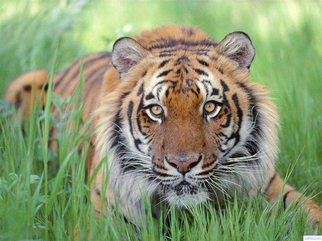  Tuổi Dần: Chuyện kinh doanh của con giáp này hôm nay rơi vào trạng thái xấu, mọi thứ đều khó thực hiện. Nếu cần nguồn vốn mới, ổn định hãy vay từ những người đáng tin cậy. 