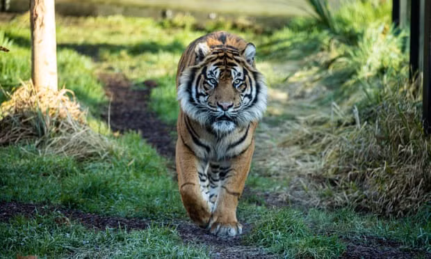 Không chỉ thế, tuổi Dần luôn bền bỉ cho những mục tiêu lớn hơn. Con giáp chăm chỉ kiếm tiền tích góp, rồi lại tiếp tục mở rộng đầu tư. Vì vậy, những nỗ lực ấy cũng đến ngày hái quả, tiền đổ về, mang lại "vụ mùa bội thu".