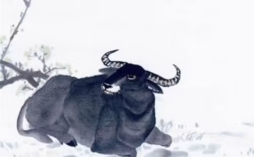 Tuổi Sửu: Vận thế của người tuổi Sửu trong thời gian gần đây tương đối tốt đẹp, con giáp này đều có thể thuận lợi vượt qua được mọi khó khăn.