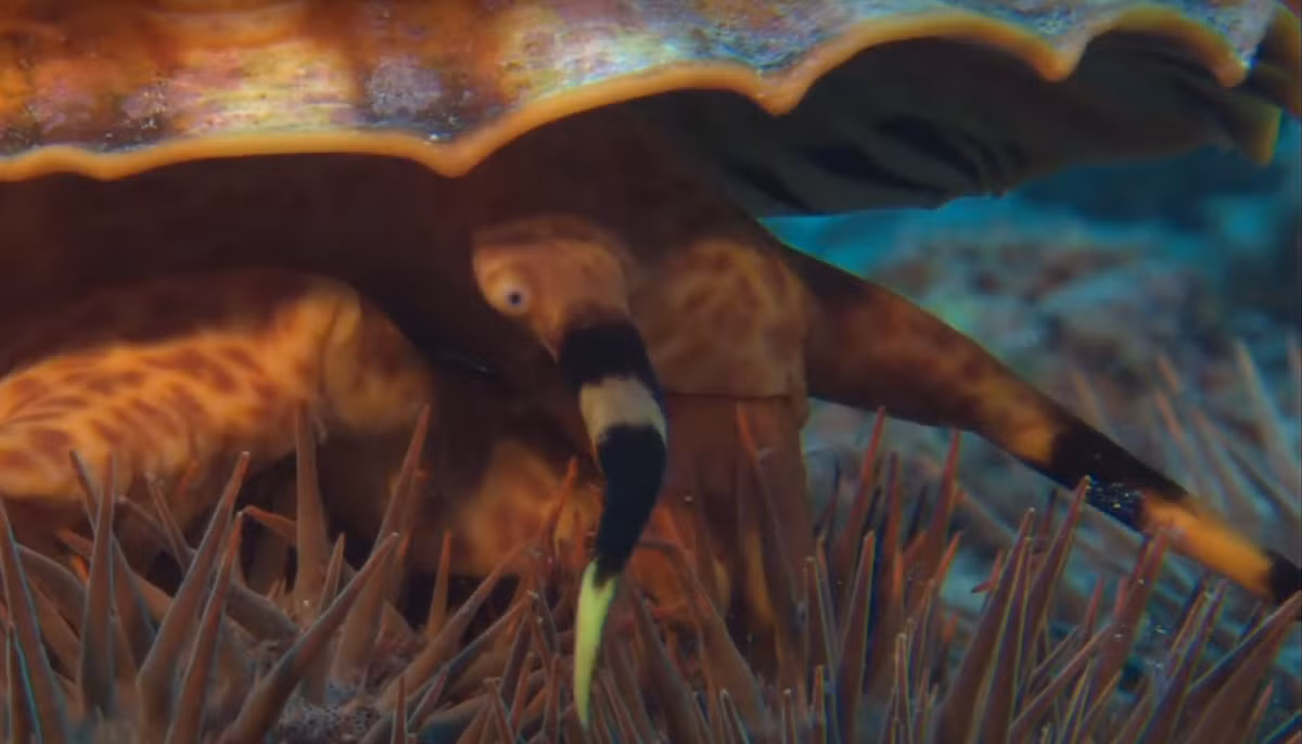 Xong nhiệm vụ, Syrinx aruanus có thể thu ngắn chiếc ống vòi polychaete lớn này vào bên trong chiếc vỏ khổng lồ. Ảnh: @Australian Institute of Marine Science.