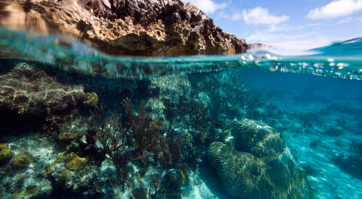 Khi khám phá khu vực vùng biển phía tây và phía bắc nước Úc, nếu may mắn, bạn có thể tình cờ bắt gặp được loài ốc sên lớn nhất thế giới. Ảnh: @The Nature Conservancy Australia. 