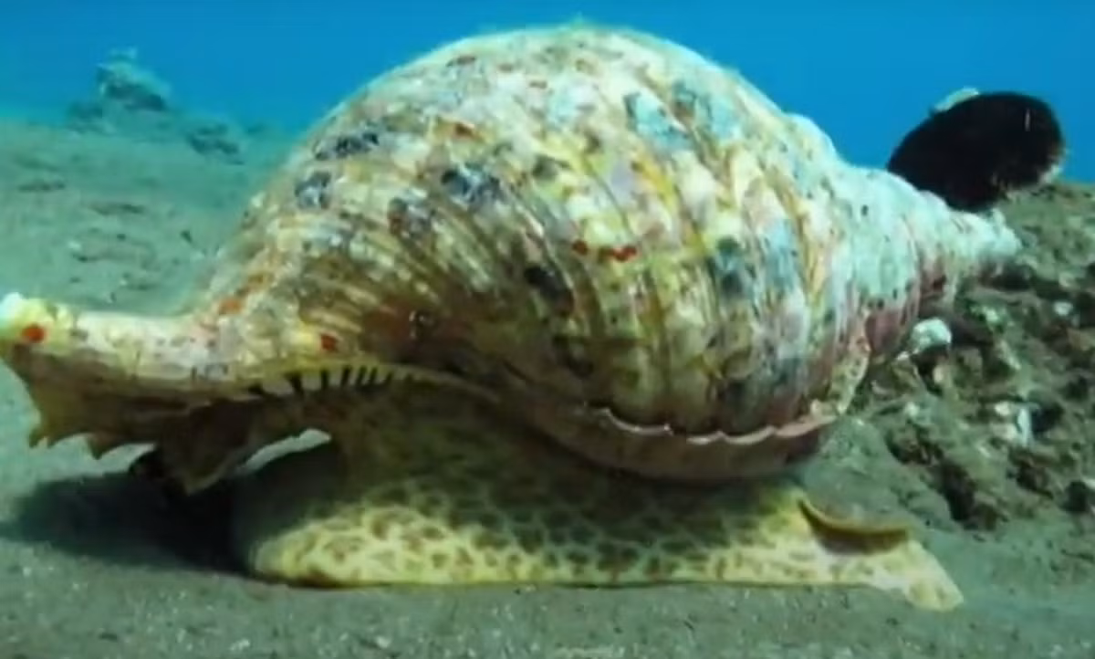 Với trọng lượng khổng lồ lên tới 18 kg, phần chân bụng vàng này giống như phải nhấc lê một chiếc lốp xe. Ảnh: @Australian Institute of Marine Science.