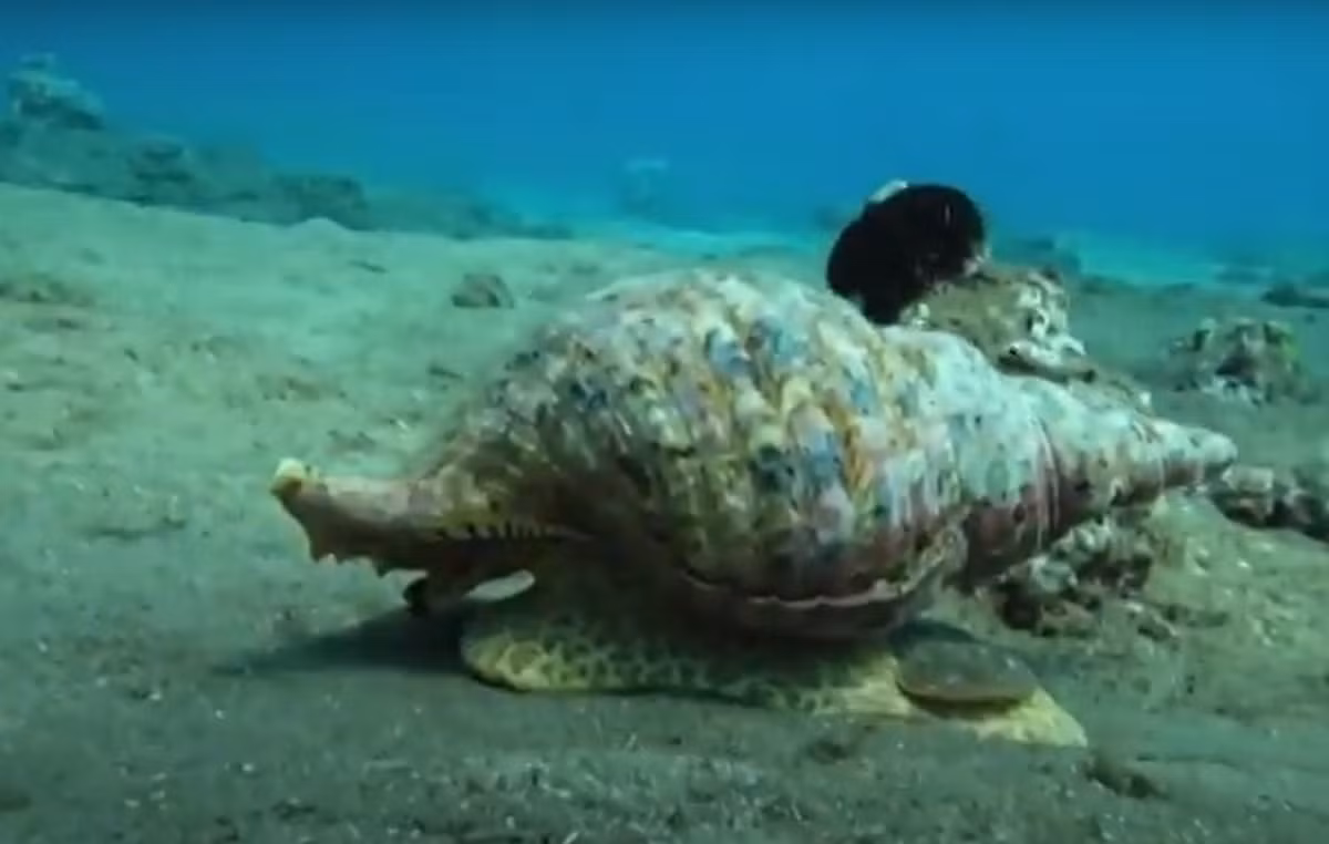 Thế nên, đây là loài ốc sên (chân bụng có vỏ) lớn nhất còn tồn tại trên thế giới và có thể được coi là loài chân bụng nặng nhất trên thế giới. Ảnh: @Australian Institute of Marine Science.