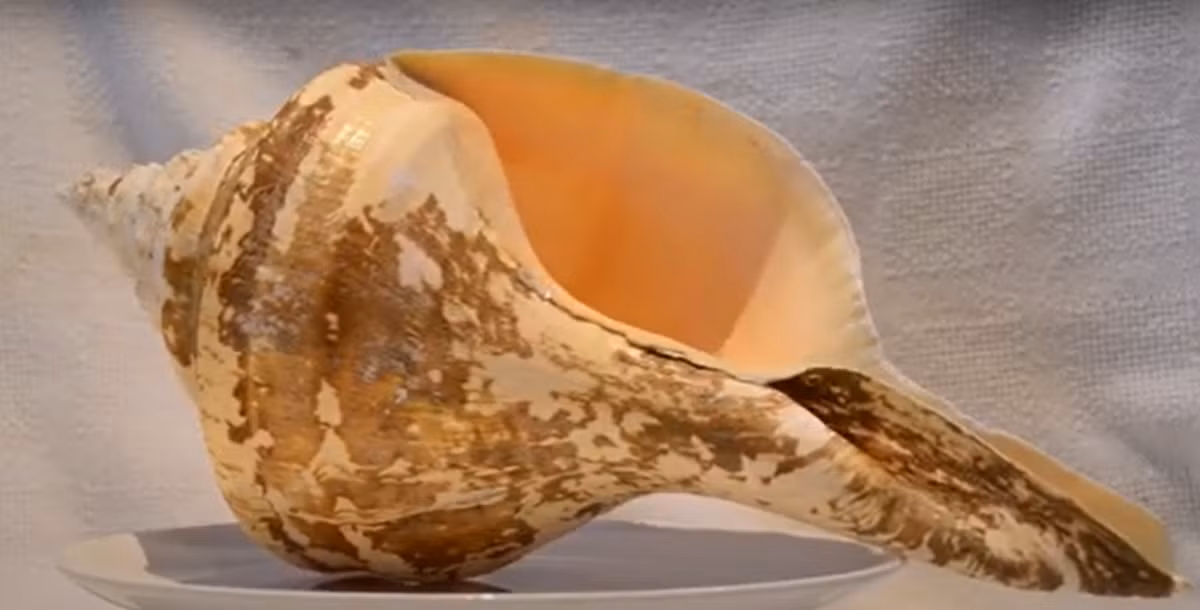 Ngoài kích thước ấn tượng, loài ốc sên lớn nhất thế giới này còn nổi bật với hình dáng giống như một chiếc kèn trumpet. Ảnh: @Australian Institute of Marine Science.