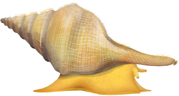 Với phần chân bụng màu vàng rực rỡ, Syrinx aruanus kéo lê một chiếc vỏ khổng lồ có thể dài tới 91 cm. Ảnh: @Australian Institute of Marine Science.