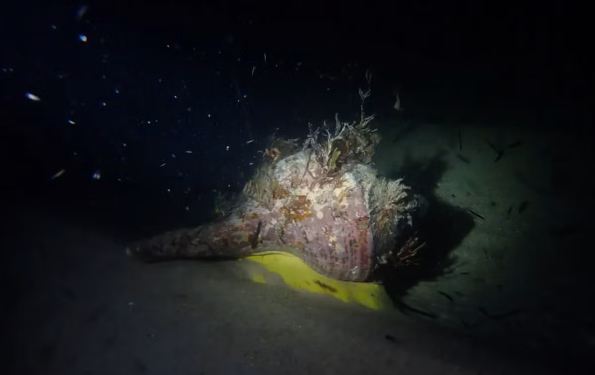 Nó có tên gọi đầy đủ là loài ốc sên kèn Úc, Syrinx aruanus, trở thành loài ốc sên lớn nhất thế giới. Ảnh: @henrycarrick. 