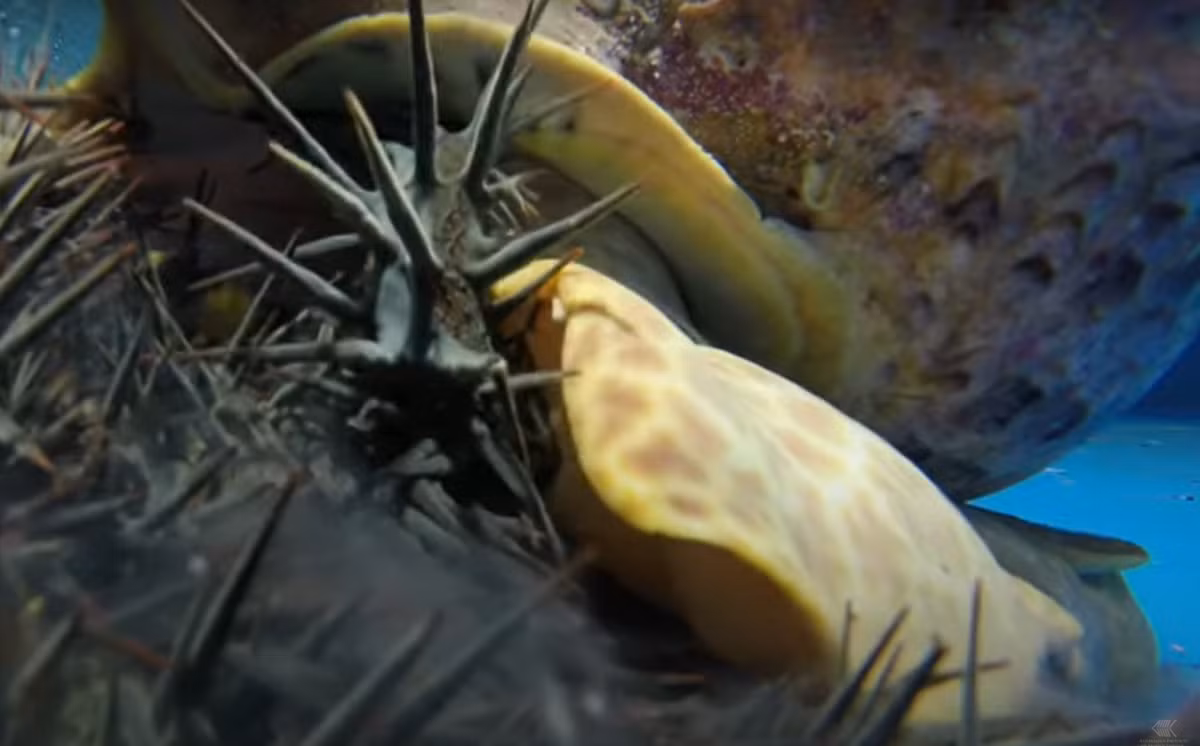 Các quan sát thực địa từ đáy đại dương Úc cho thấy, loài ốc sên kèn Úc, Syrinx aruanus này thích ăn các loài giun có nhiều lông tơ dưới đáy biển như Polyodontes, Loimia và Diopatra, thông qua chiếc ống vòi polychaete lớn có chiều dài lên tới 25 cm. Ảnh: @Australian Institute of Marine Science.