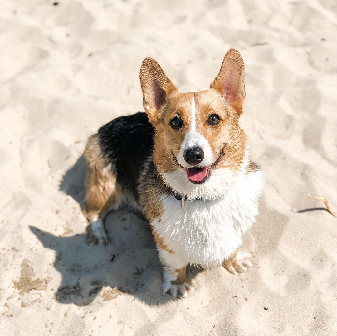 Tuổi Tuất đừng quên mục tiêu ban đầu của mình, đồng thời phải tuân thủ các nguyên tắc, giờ giấc làm việc, như vậy mới được cân nhắc lên chức. Tài lộc hôm nay chỉ ở mức vừa phải, tuổi Tuất không phải lúc nào cũng nên hào sảng, chia sẻ quá nhiều với mọi người, cần tích trữ phòng thân.