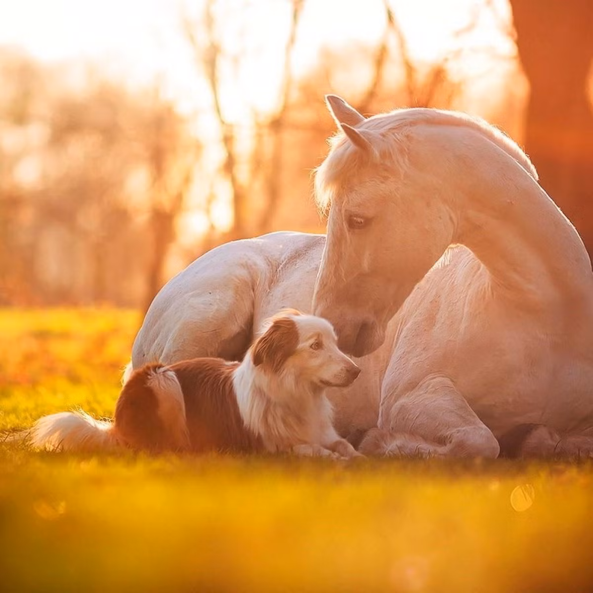 Hôm nay dù được giao nhiệm vụ gì, tuổi Ngọ cũng cố gắng làm đến cùng, sau những ngày trắc trở, mọi chuyện sẽ thuận lợi với con giáp. Tuổi Ngọ cần bớt hào phóng tùy tiện, chỉ nên chi tiền cho những người quan trọng, kẻo cuối ngày lại rỗng ví.