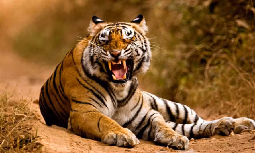 Tuổi Dần hơi do dự, dễ đi sai đường, chỉ có cách tích cực làm việc, mọi chuyện sẽ trở về đúng hướng. Tài lộc giảm sút, hợp tác không thuận lợi, con giáp khó kiếm được nhiều lợi nhuận.