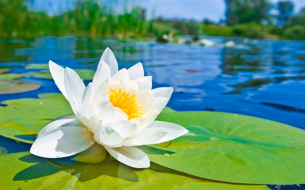 Tuổi Thìn: Công việc: không suôn sẻ, gặp nhiều khó khăn, trở ngại, Tài vận: áp lực về tài chính. Tình cảm: cẩn thận trong lời ăn tiếng nói. Ảnh: mamondevietnam.vn.