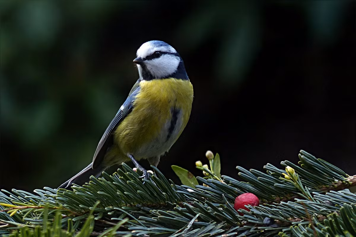 Tuổi Hợi: Vận thế của người tuổi Hợi trước đây không tốt, lại chịu ảnh hưởng của “Đà La Tinh” nên gặp nhiêu xui xẻo. Con giáp này có muốn kiếm tiền cũng không kiếm được do tài vận kém và thời vận chưa đến. Ảnh: pexels.com. 